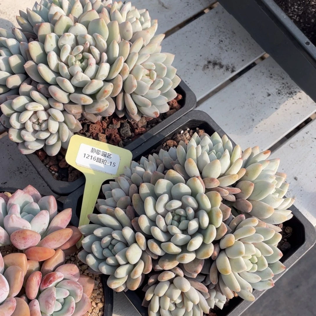 1216-15-母本半夏大群一颗量拍