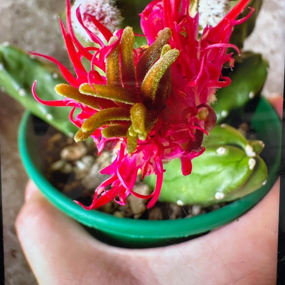 新品水仙情懒A5侧芽一个