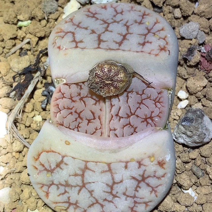 精品多肉植物岛田红纹c374