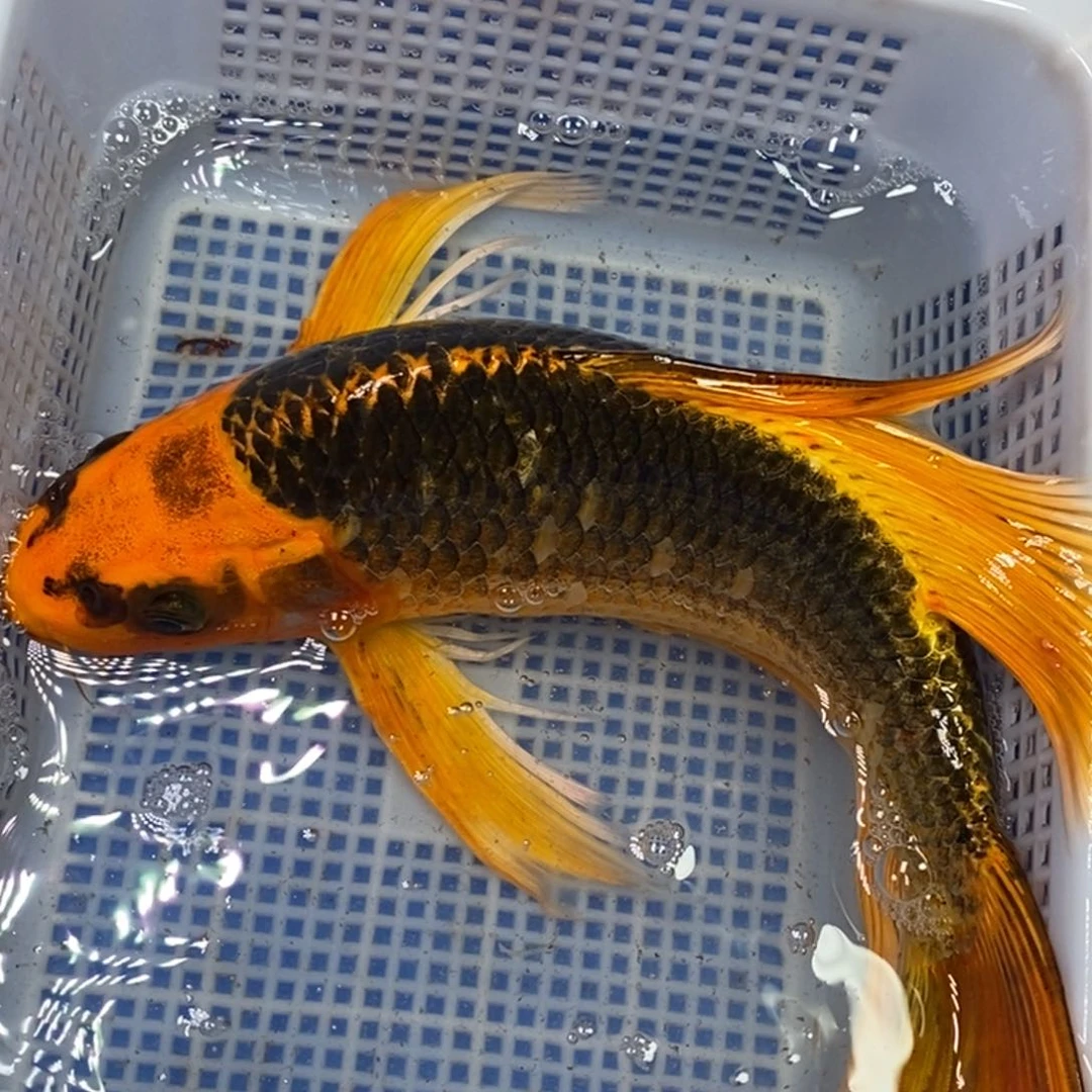 锦鲤冷水锦鲤包邮