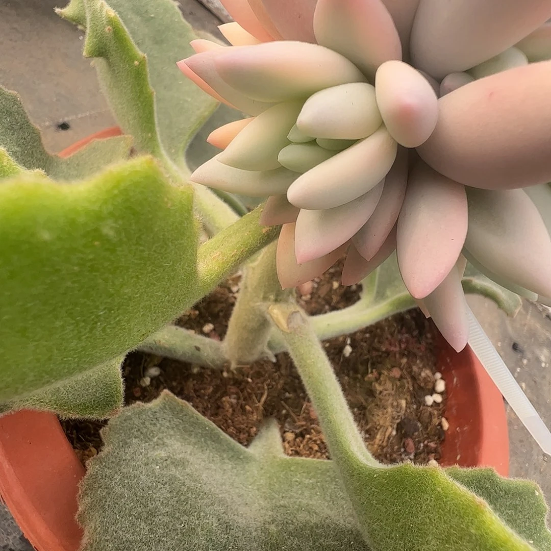 喜***乐多肉植物多肉植物