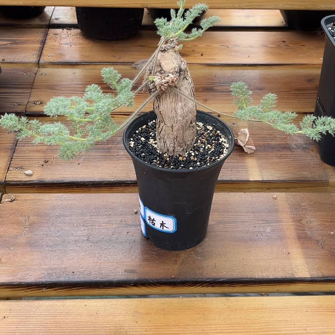 优选产地枯木洋葵，养定