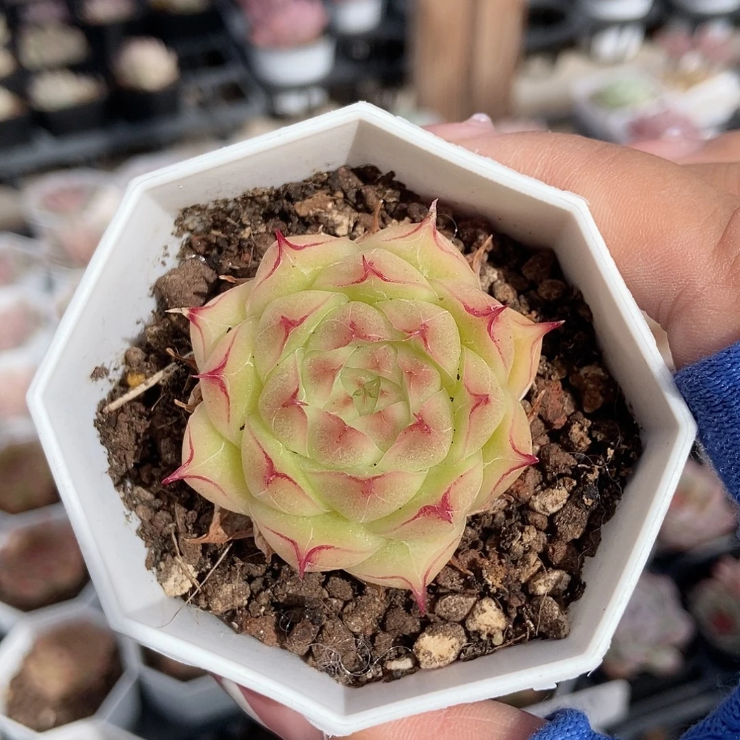 金泰家多肉，青岚12.5