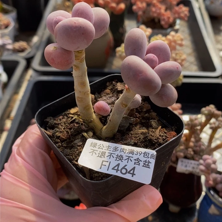 彩虹奶老桩464多肉植物