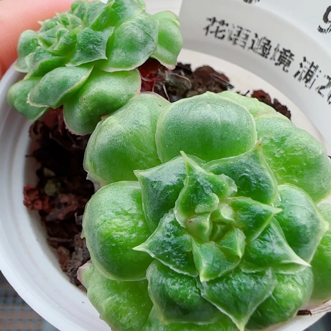 花语逸镜0929-15妖娆