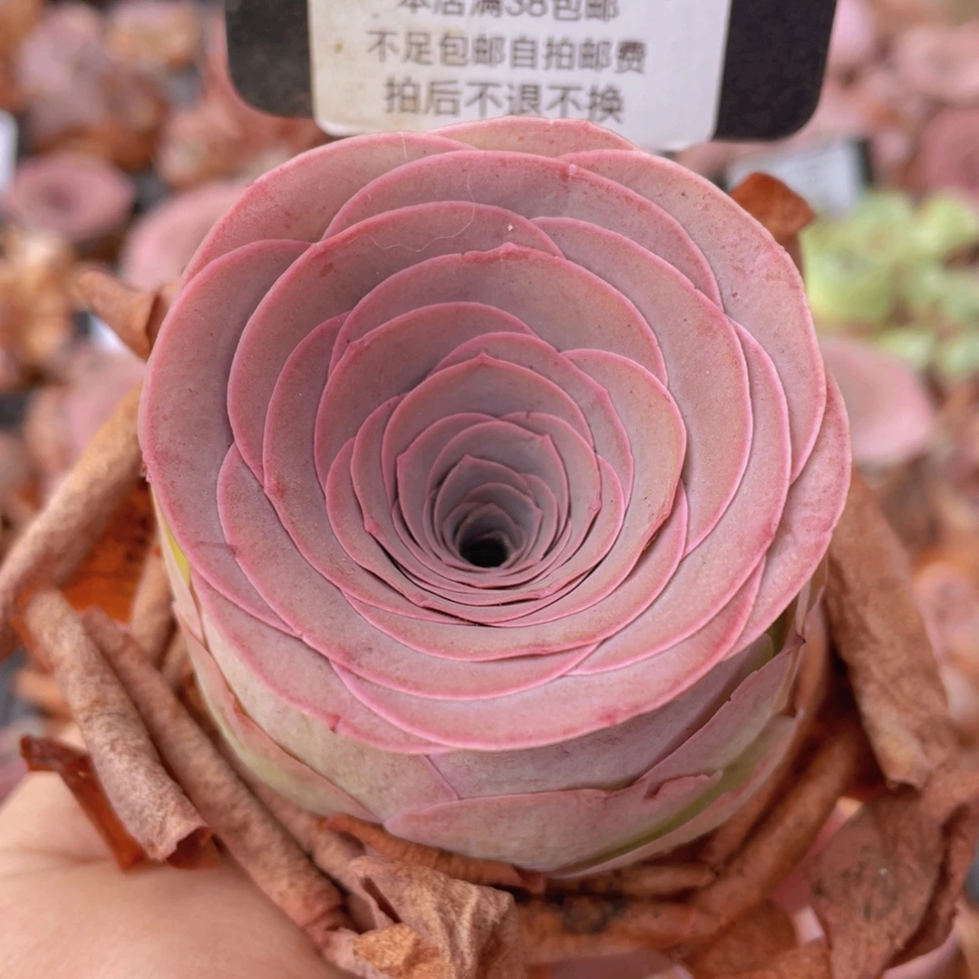山地玫瑰C546裸根发货断枝不包损不售后