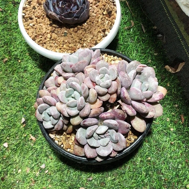 米*白莲大群多肉植物