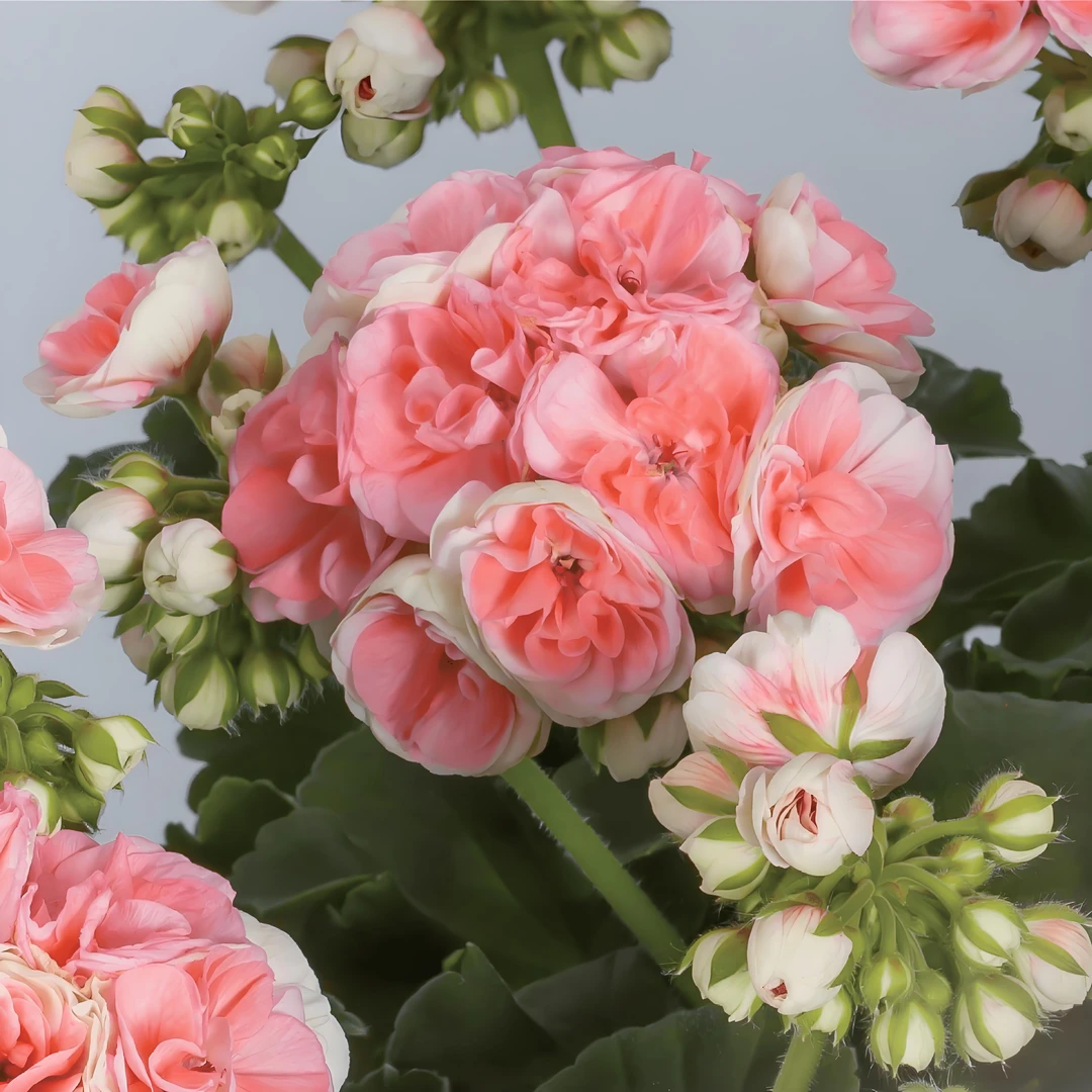 【瑞典玫瑰小姐】直立 带花苞 精品天竺葵发货苗阳台庭院多开花植