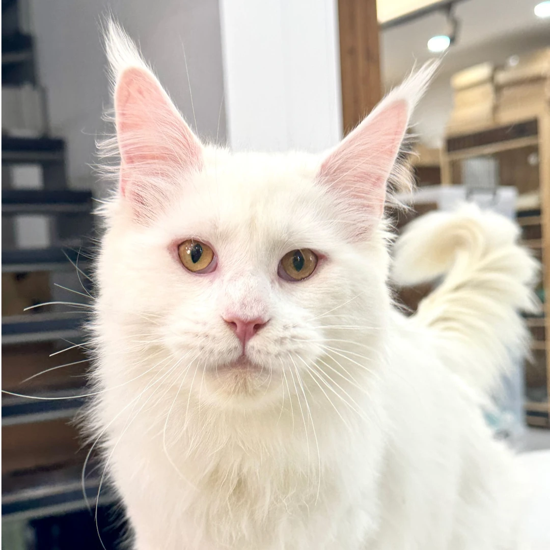 来了姊妹-纯白缅因猫 弟弟 024