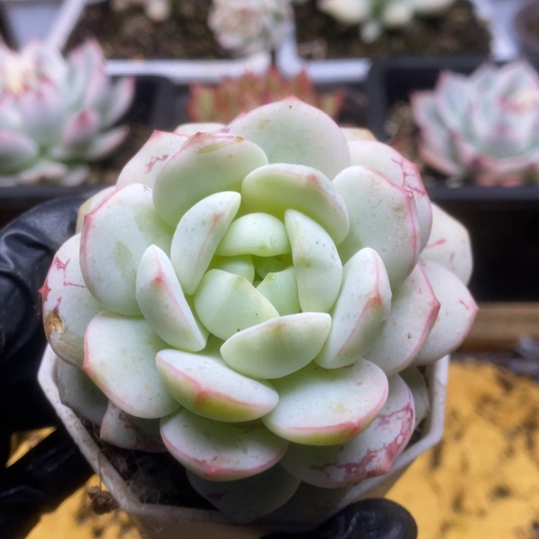 296香草锦锦锦锦锦锦华锦