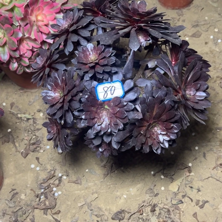 多肉植物黑铜法师80