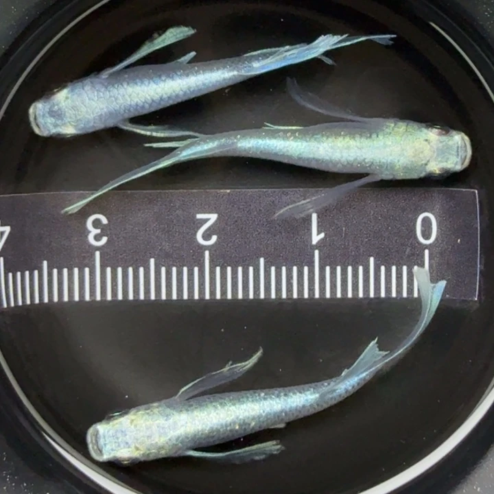 青鳉鱼天使之翼1号