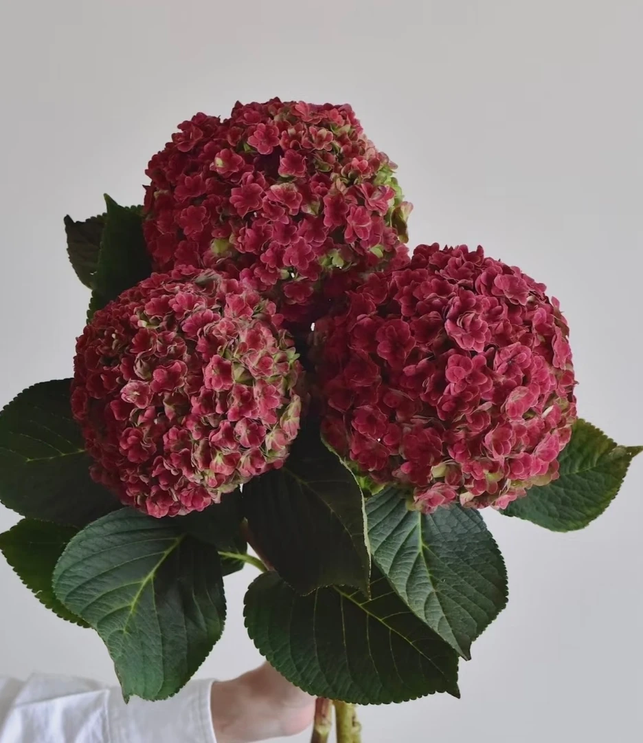 【花喜甄选】秋色绣球花鲜花可做干花云南基地现摘现发水养顺丰包邮