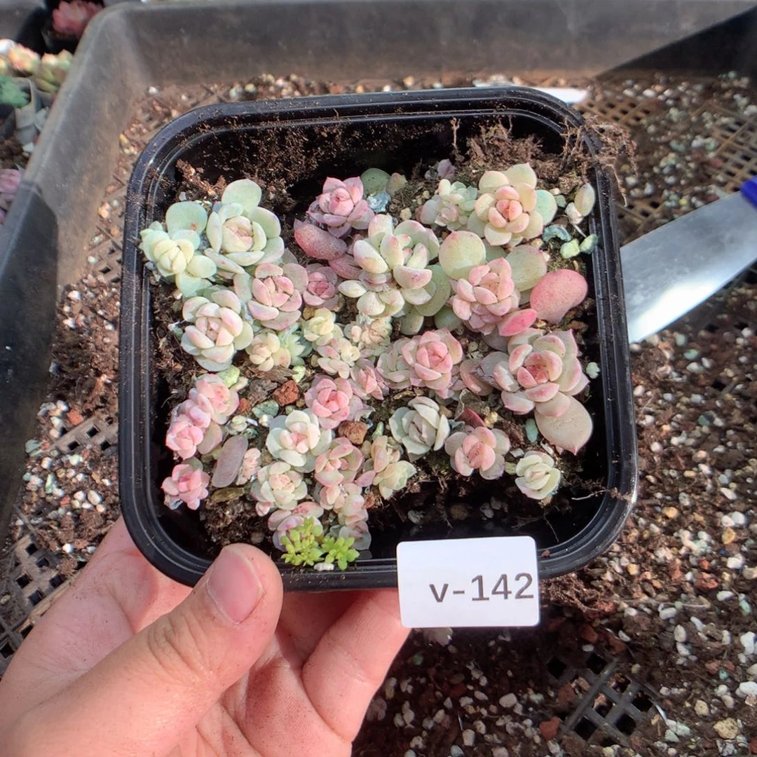 无花朵V142英语英语