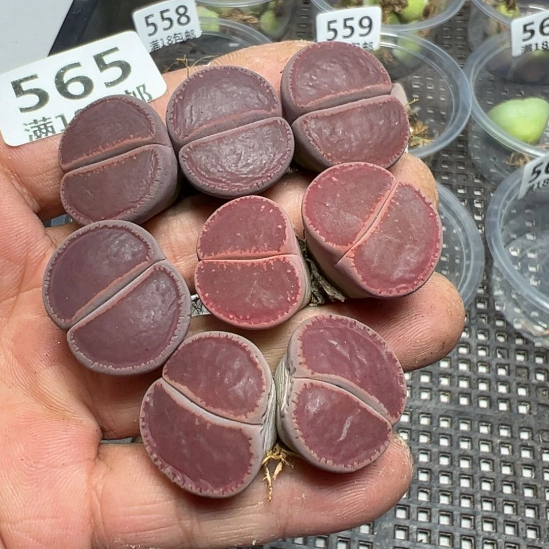 【闪购商品】 565。