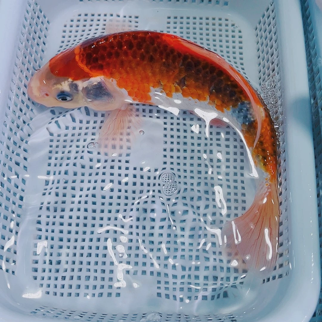 锦鲤锦鲤冷水鱼观赏性119