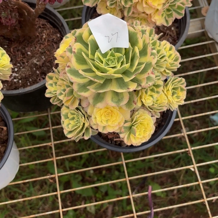 云南迈巴赫好看27号