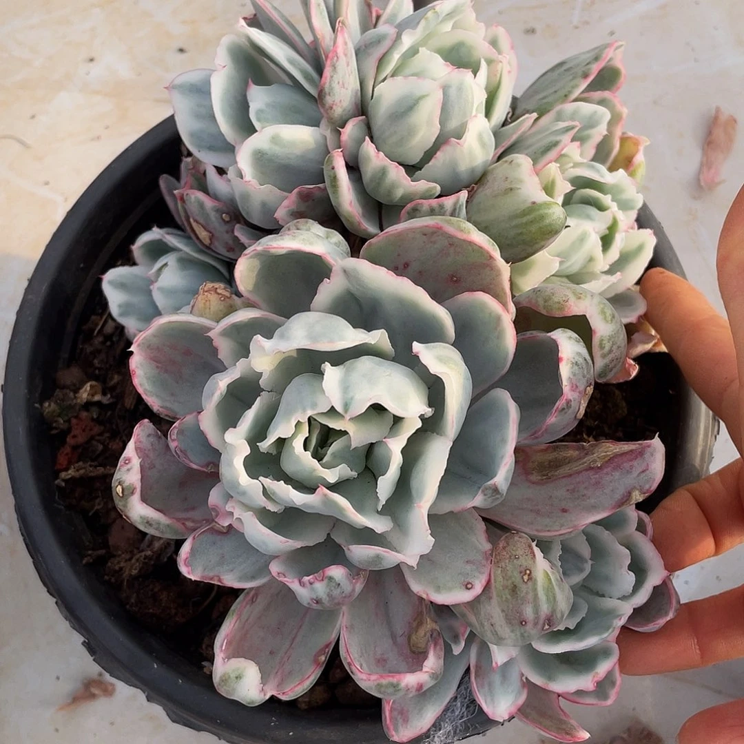 伯克利锦多肉多肉多肉