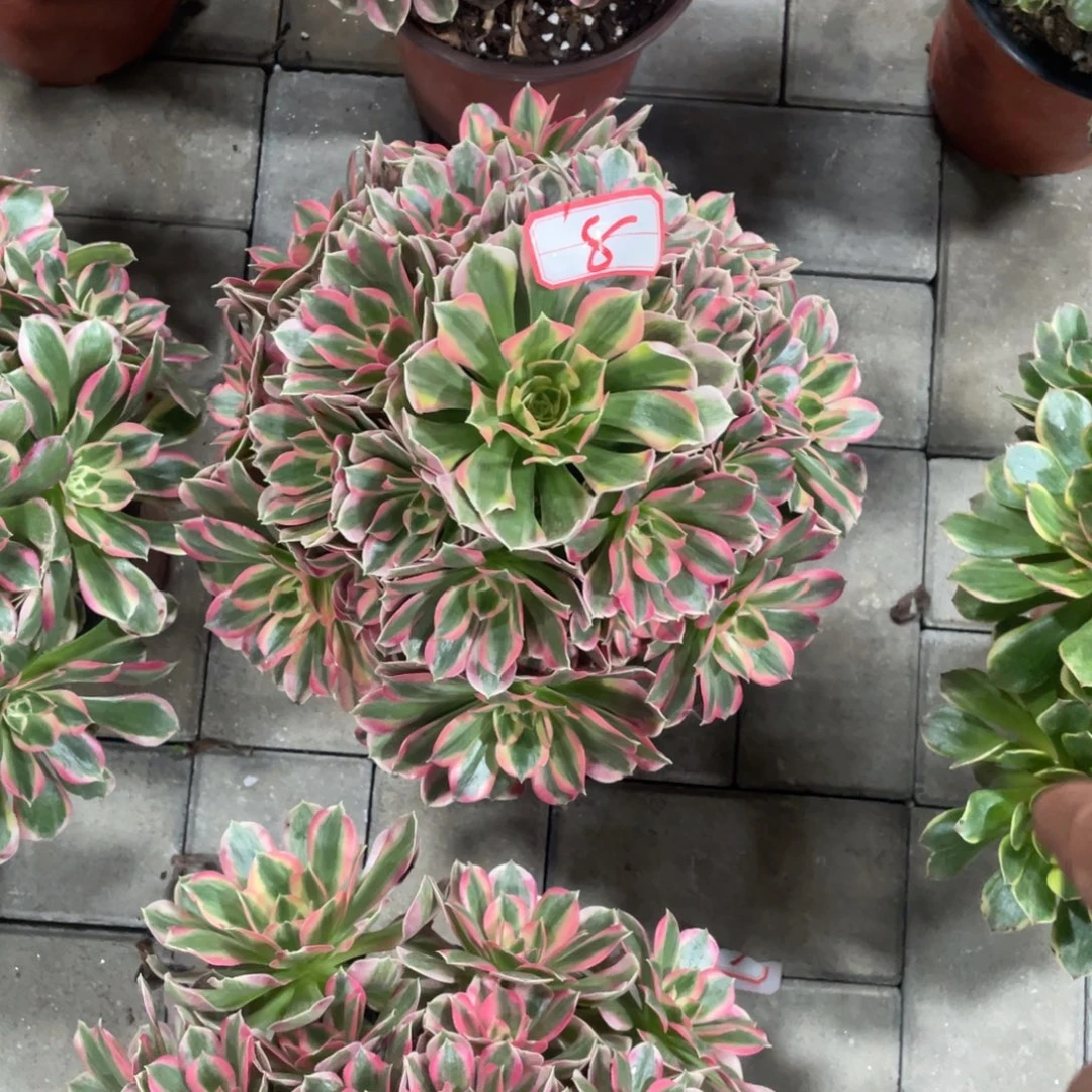 8号妖月法师多肉葡萄