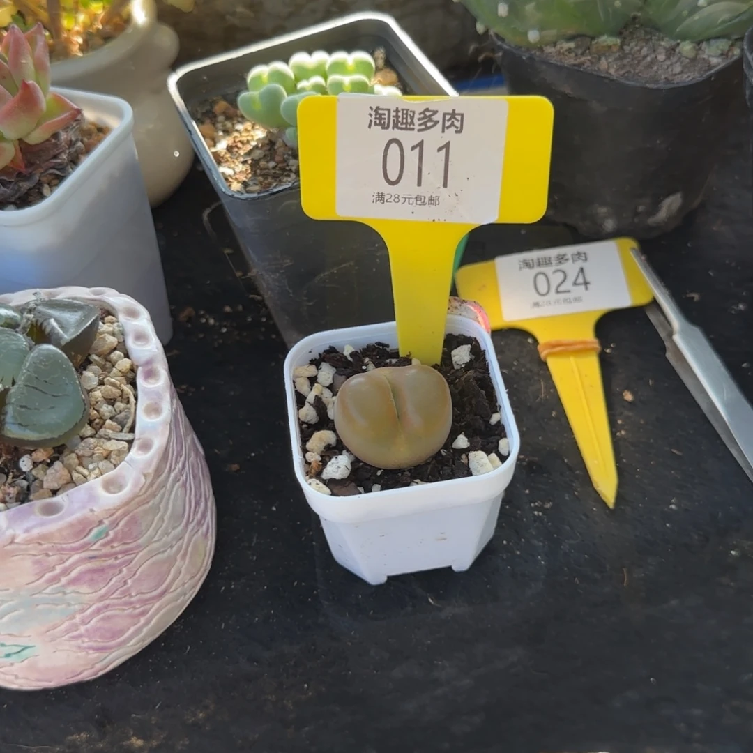 拾****多肉植物毛毛生石化带的图