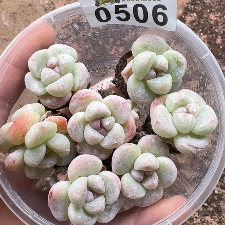 多肉植物多肉植物