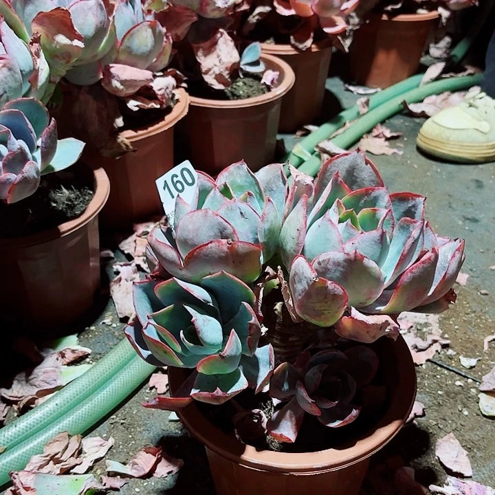 艺***馨肯尼迪多肉植物160号