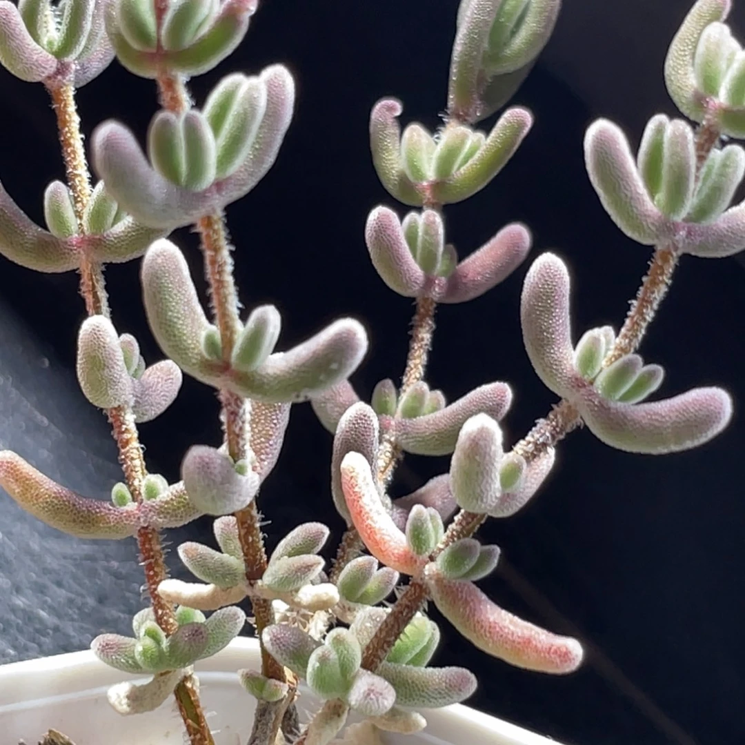 精选枝干一物一拍～1