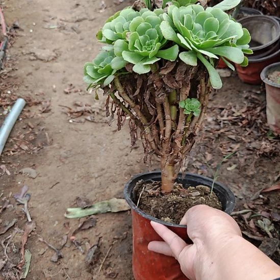 绿羊绒加急发货22