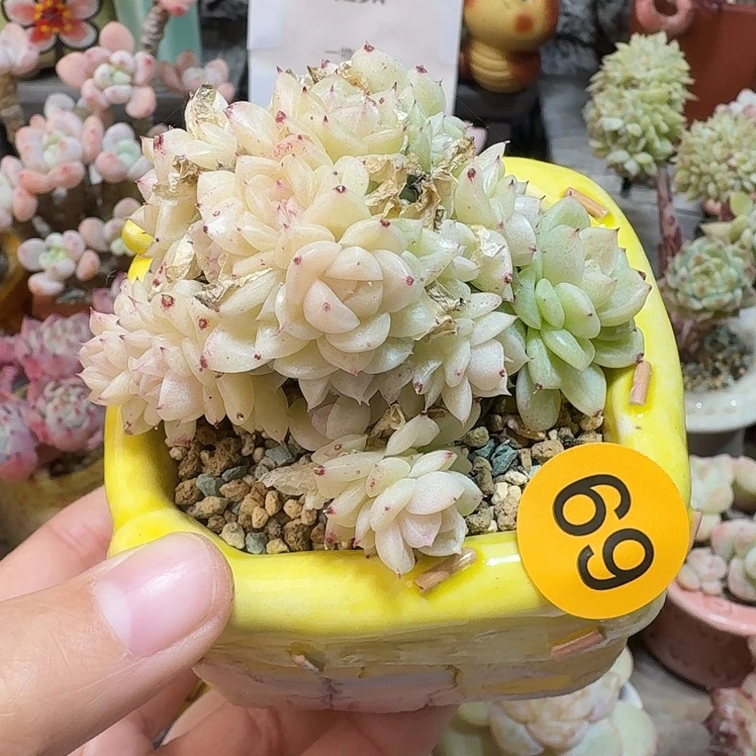 69 多肉含盆土 30元包邮非偏远