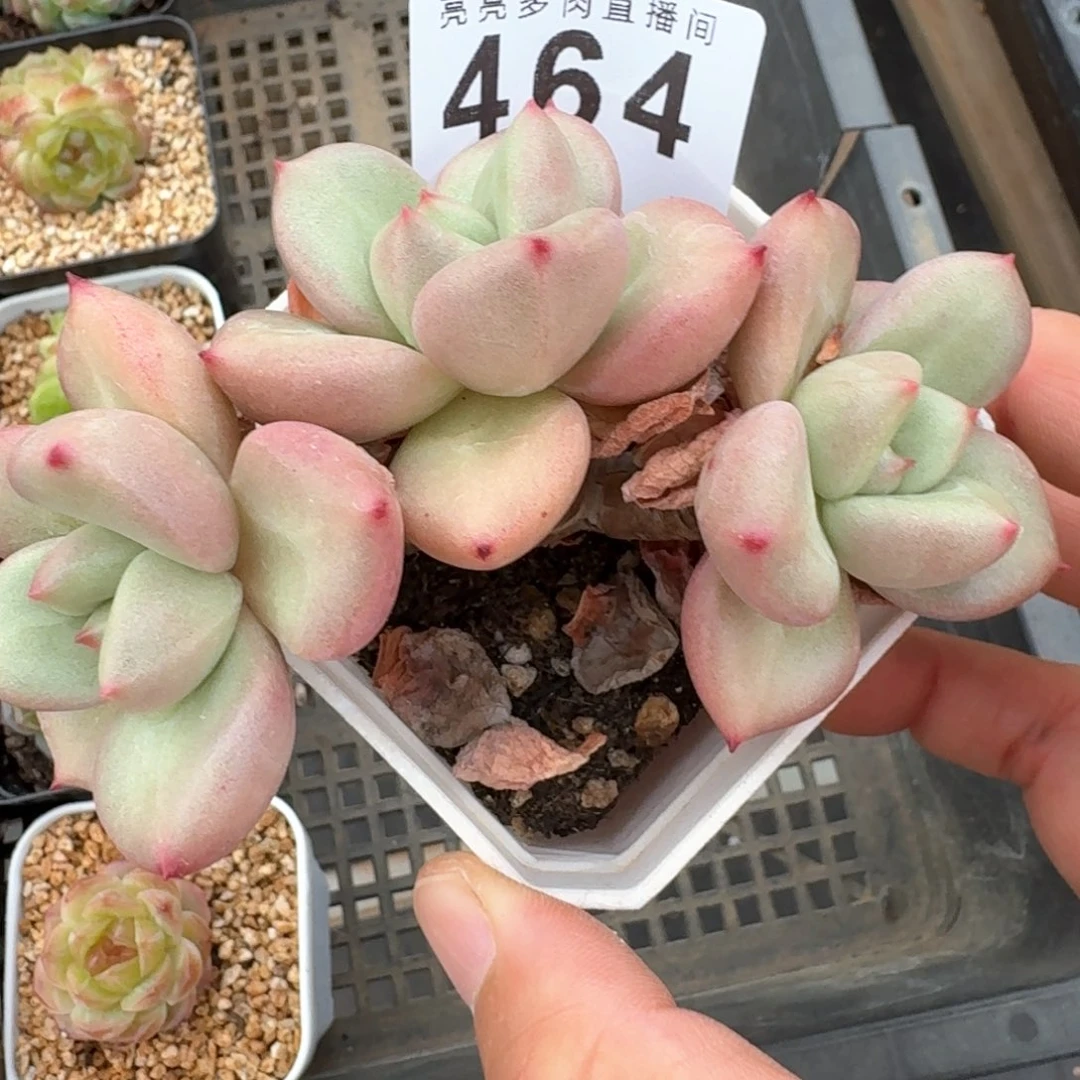 奶油奶酪开播福利         多肉植物