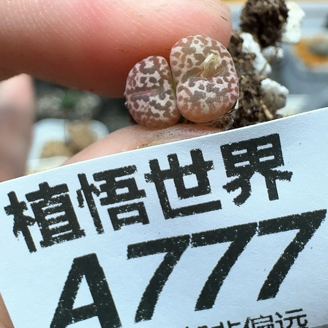 多肉植物的润泽fg