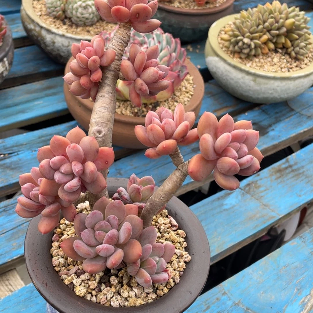 豆总多肉灰姑娘群