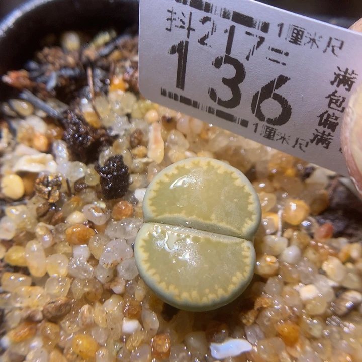 精品生石花217.136