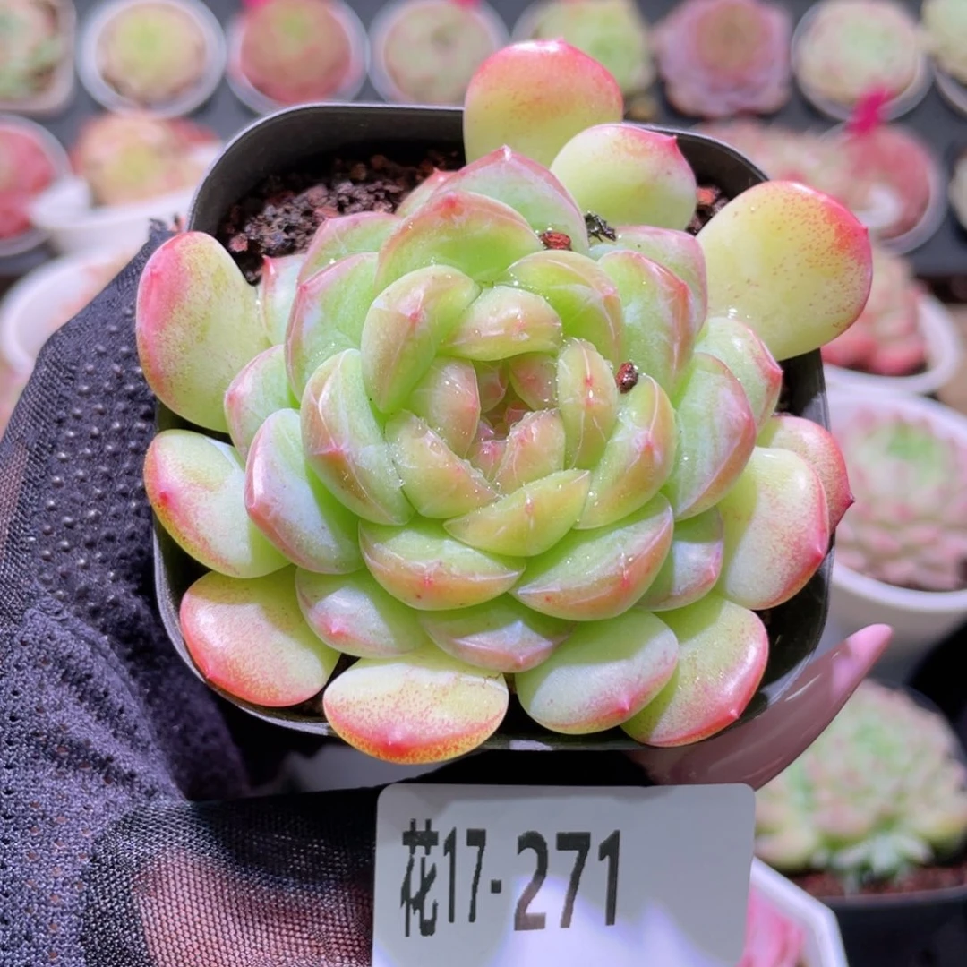 花利美17-271新品