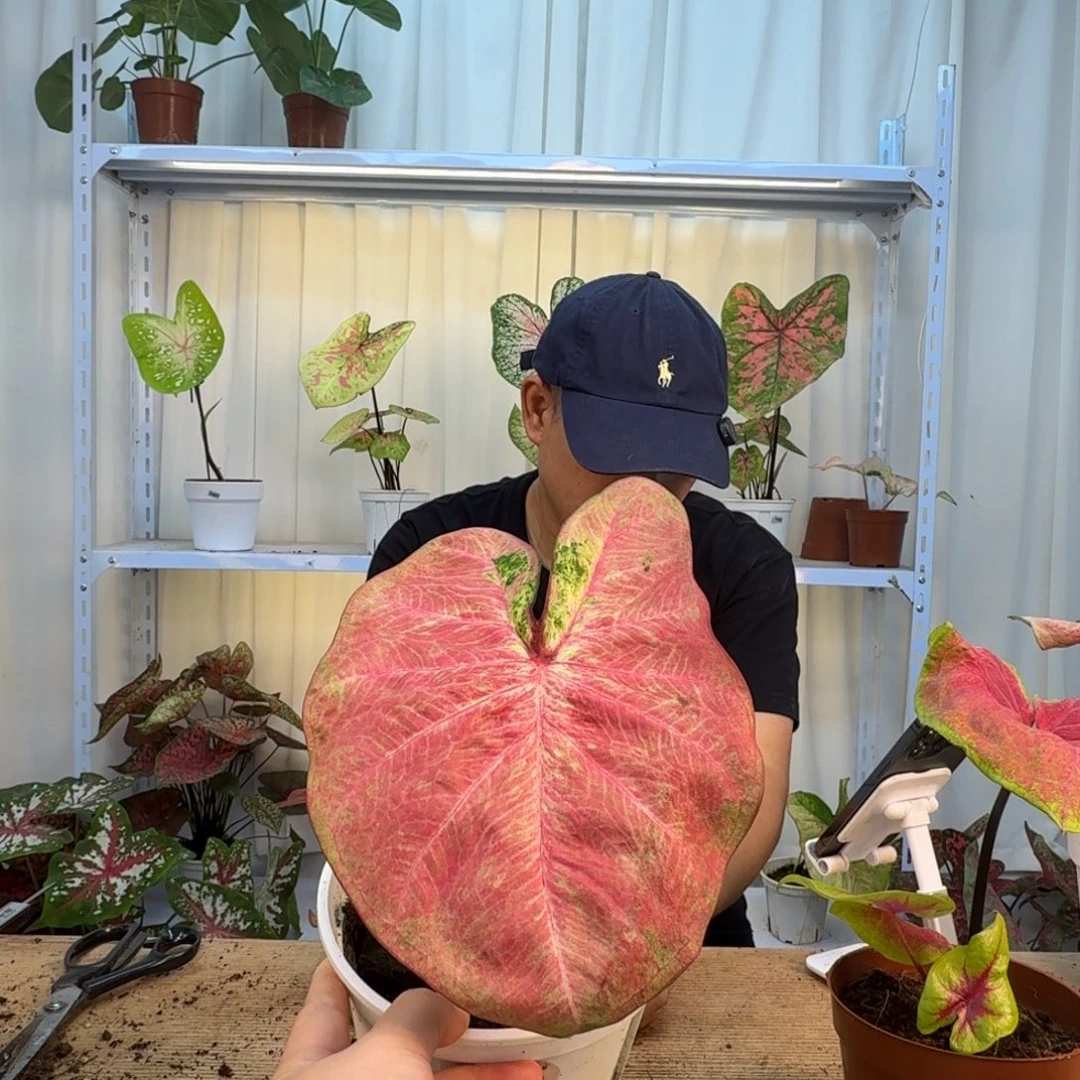 想***椰无花朵水墨画    1483