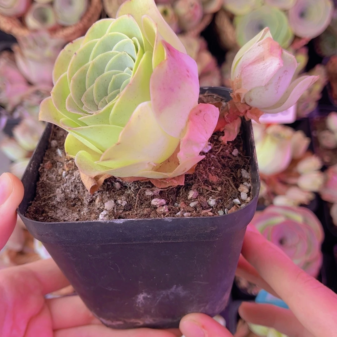 单品一物一拍283号