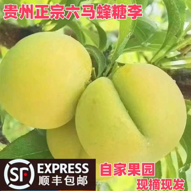 顺丰包邮2025年贵州安顺镇宁六马蜂糖李新鲜应季水果现摘现发01