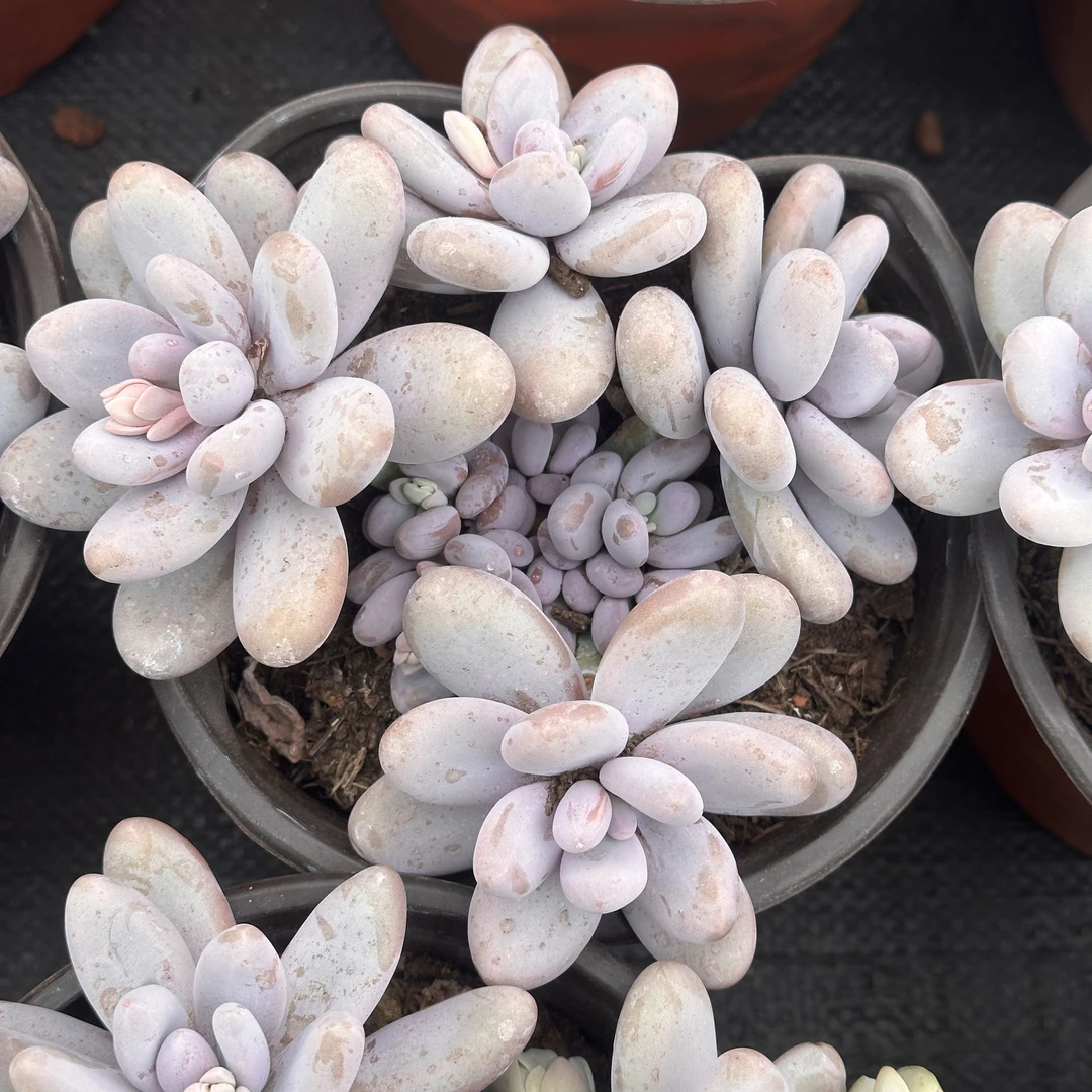 【新店福利】奶酪鸡蛋美人原始奶酪文斯通整2年老桩多肉多肉