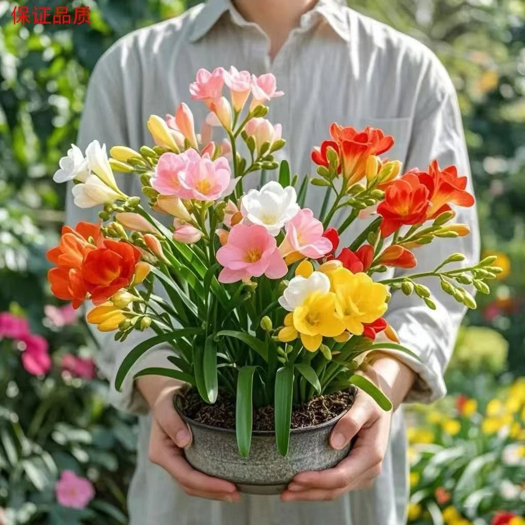 【豆妈来了】香雪兰盆栽〖实物以直播间展示为准哦〗