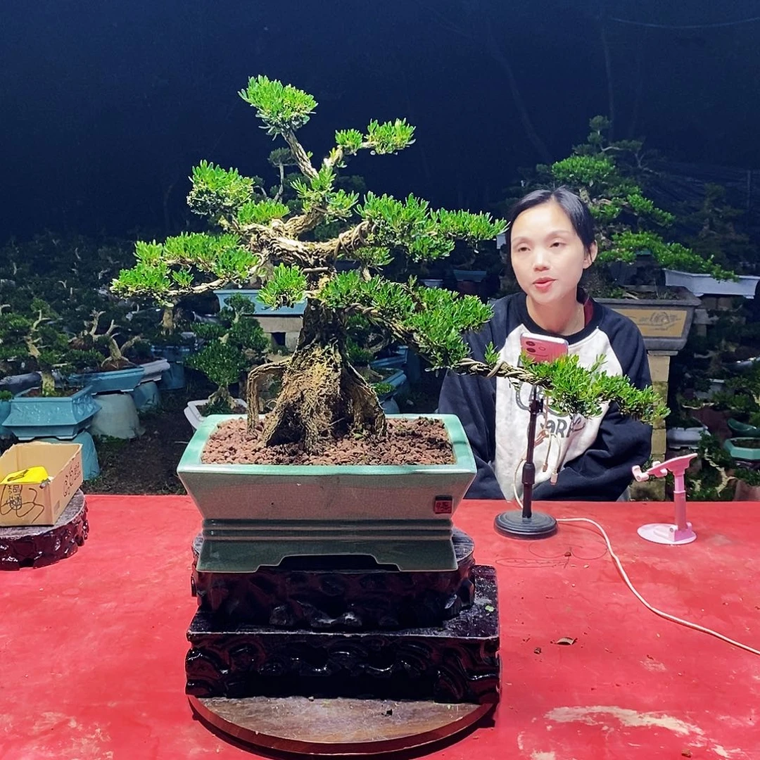 完全开放广东黄杨盆景
