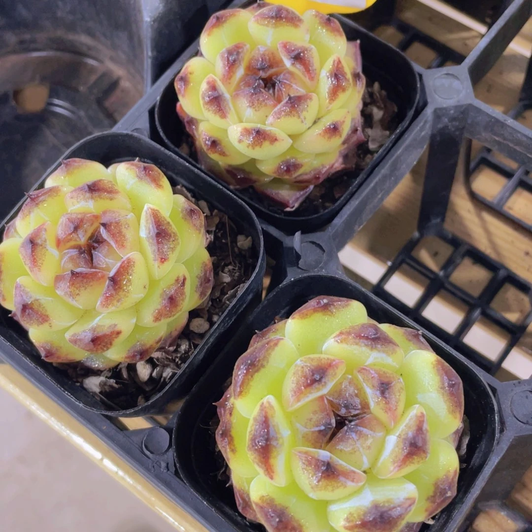 775号 暗黑冰透珍妮糖心一个