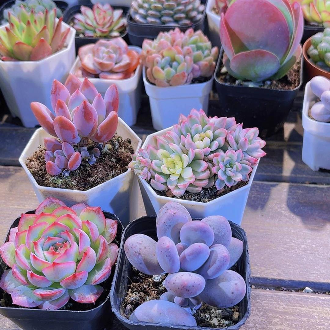 奥普。侧影。 桃美人。女雏锦