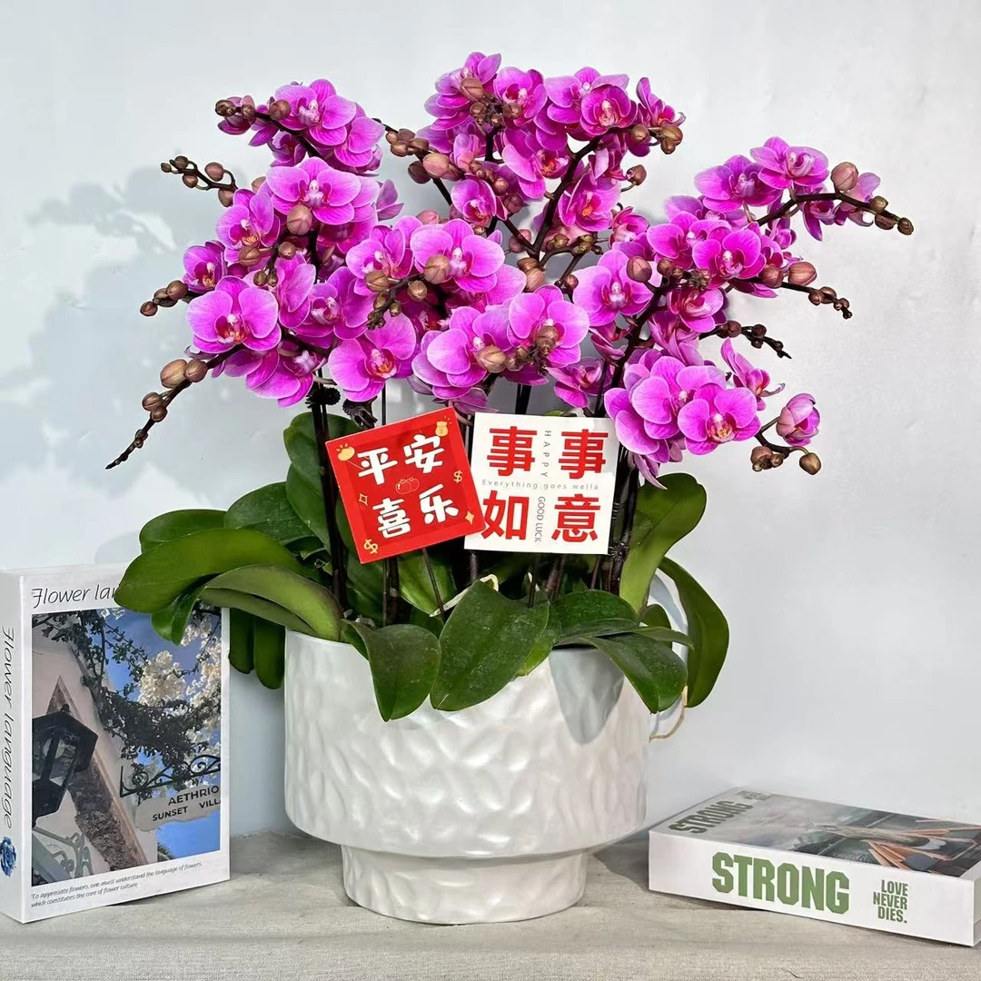 花中贵族【紫霞】蝴蝶兰懒人花 室内花卉 花期长 好养活