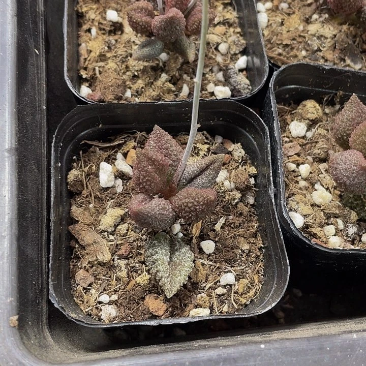 荔枝皮水泡3.8带盆土