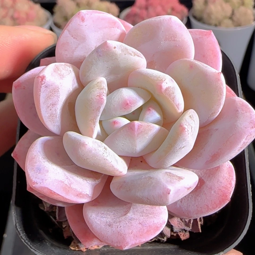 多肉0102-170粉橙