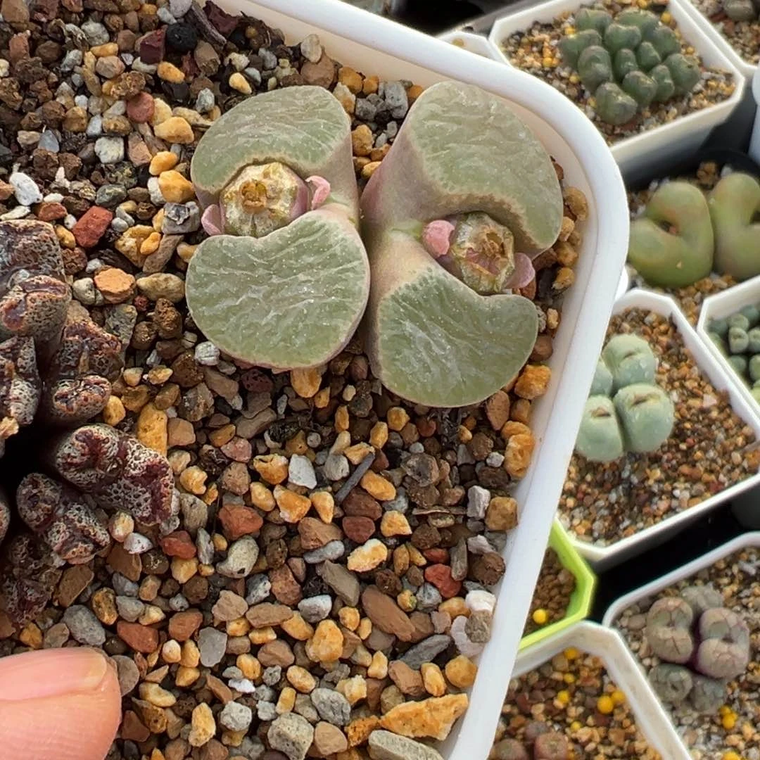 双头风铃，一物一拍