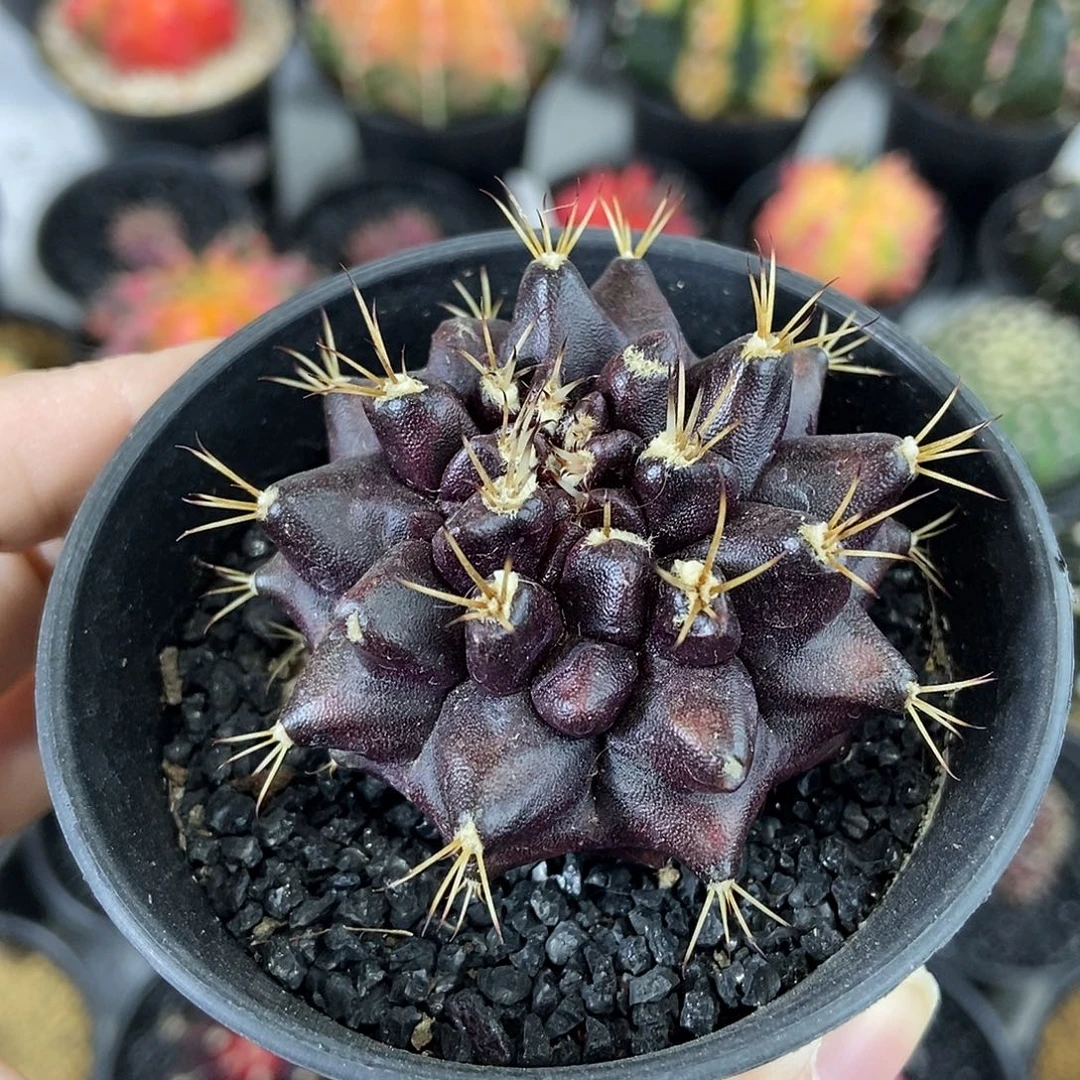 紫皮龟甲实生米哈仙人球