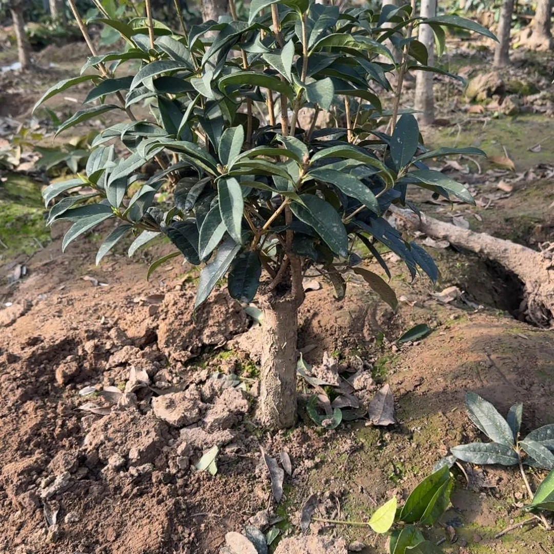 吴***忧无花朵桂花。四季桂系列