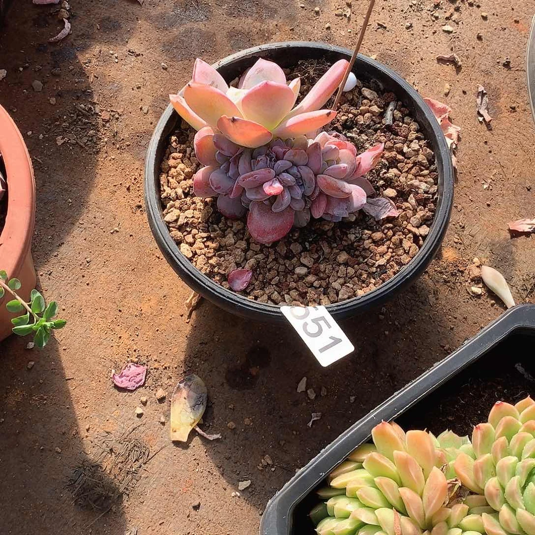 551 一物一拍多肉