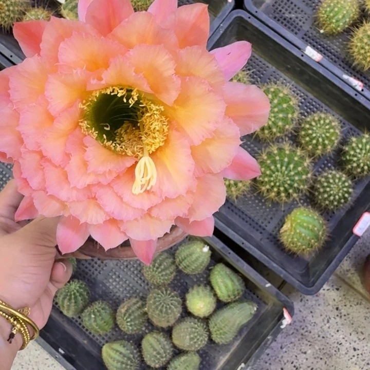 261毛牛牛歪无根侧牙5公分左右，20包邮